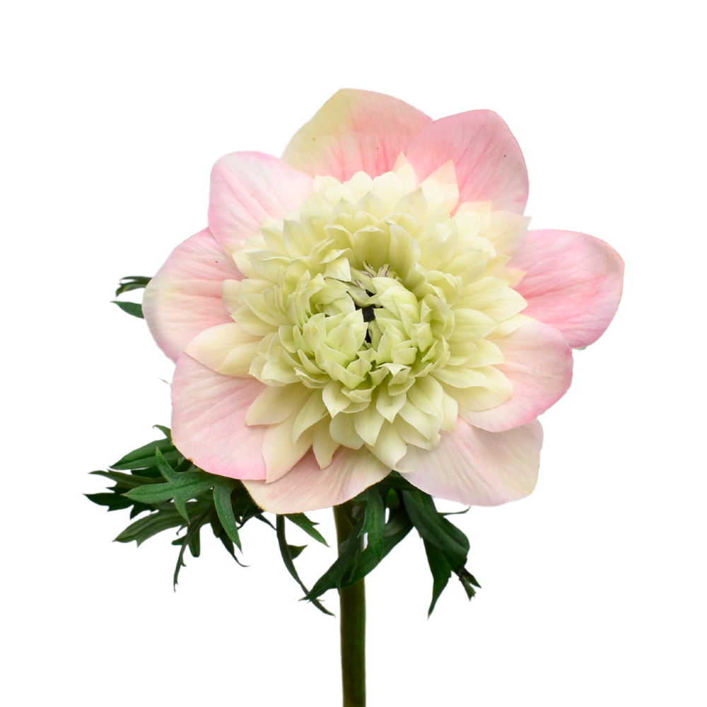Anemone Levante