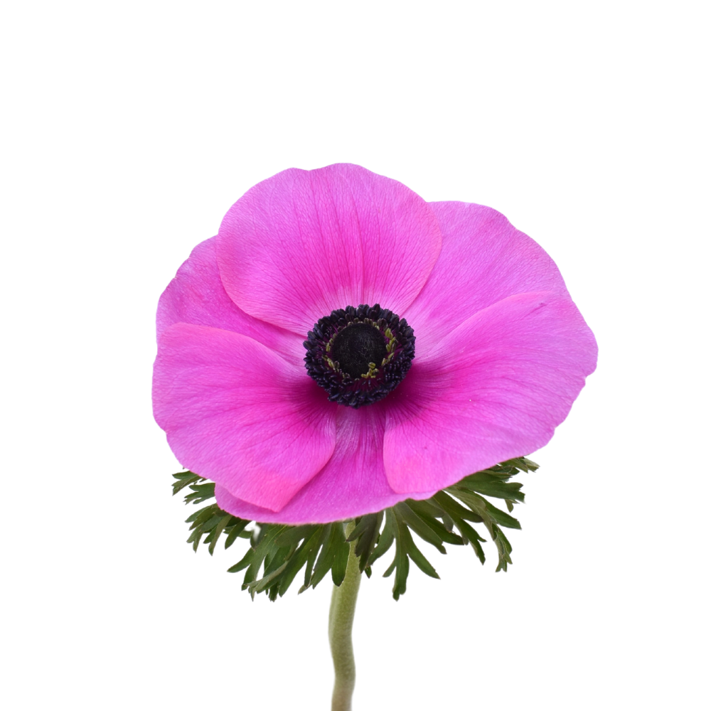 Anemone clasic