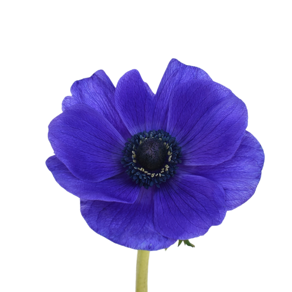 Anemone clasic