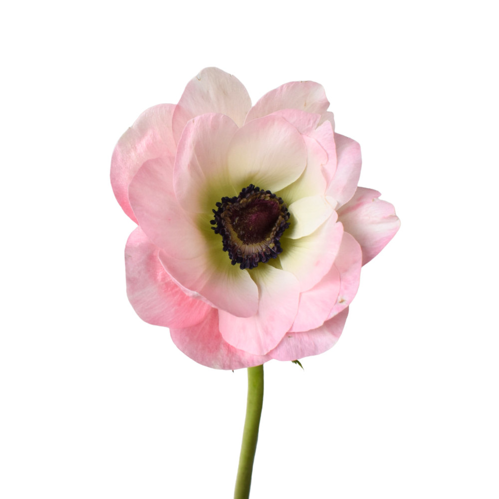 Anemone clasic