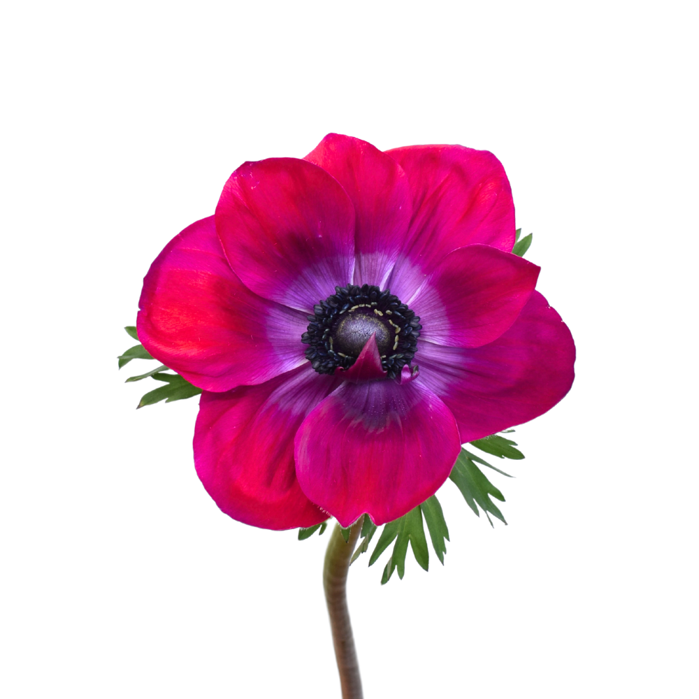 Anemone clasic