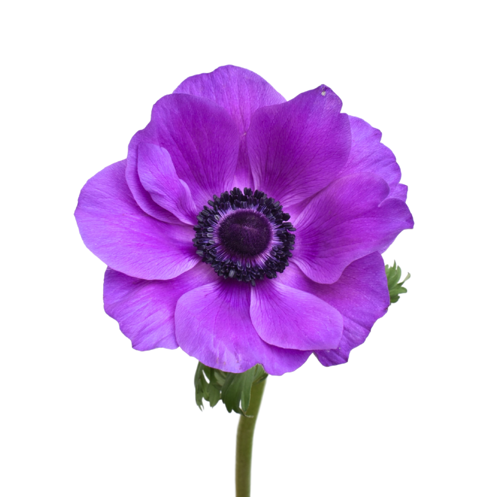 Anemone clasic