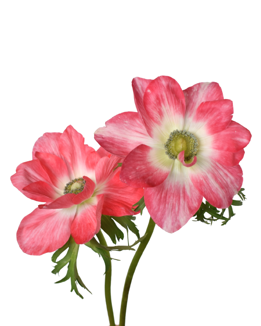 Anemone clasic