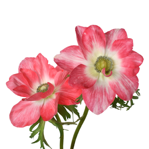 Anemone clasic