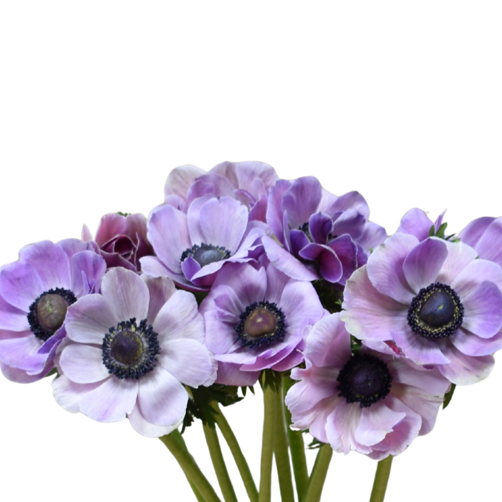 Anemone clasic