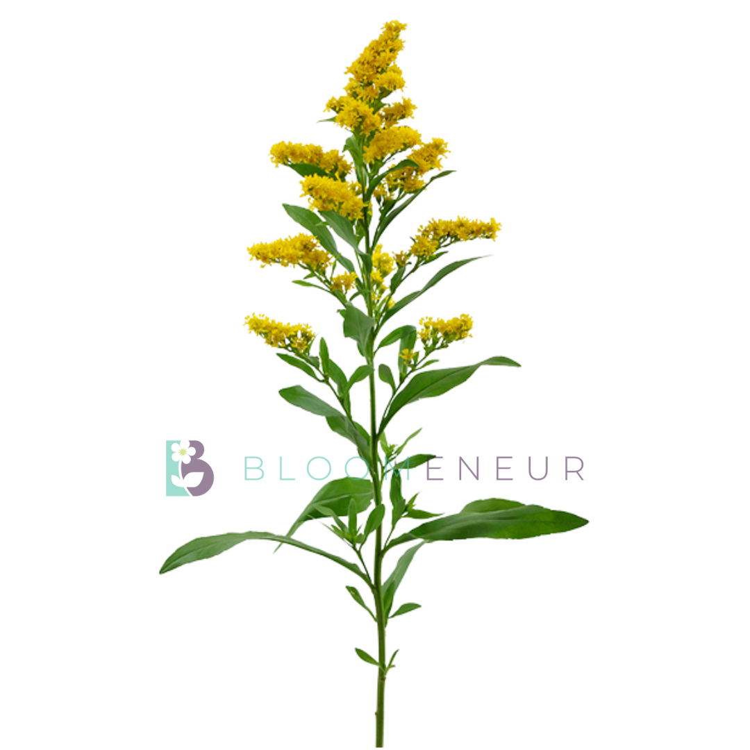 Aster Solidago