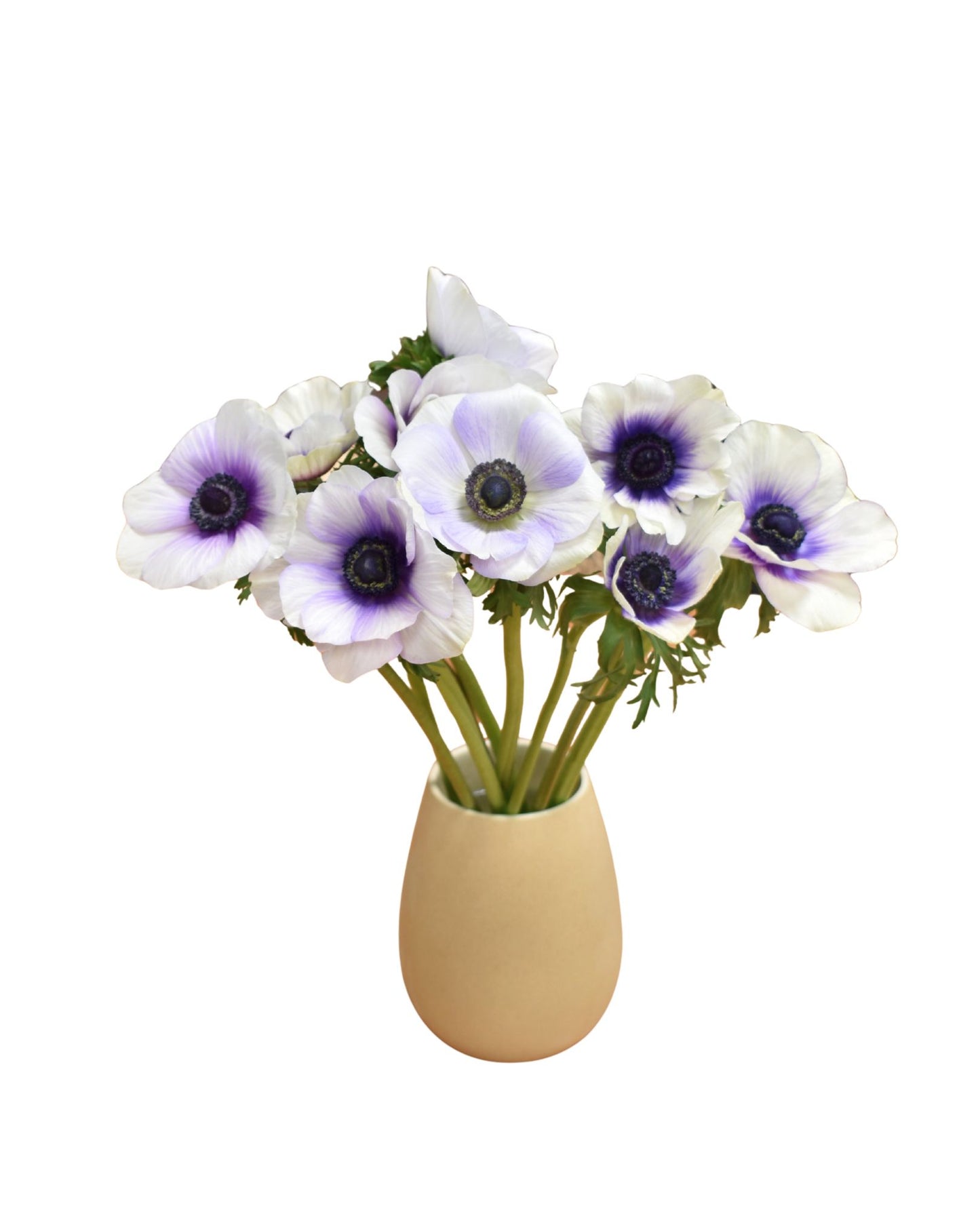 Anemone clasic