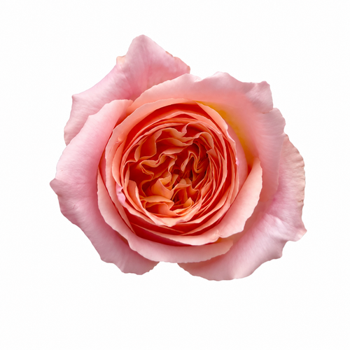 Campanella Pink