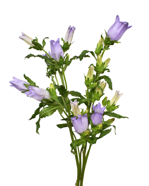 Campanulas