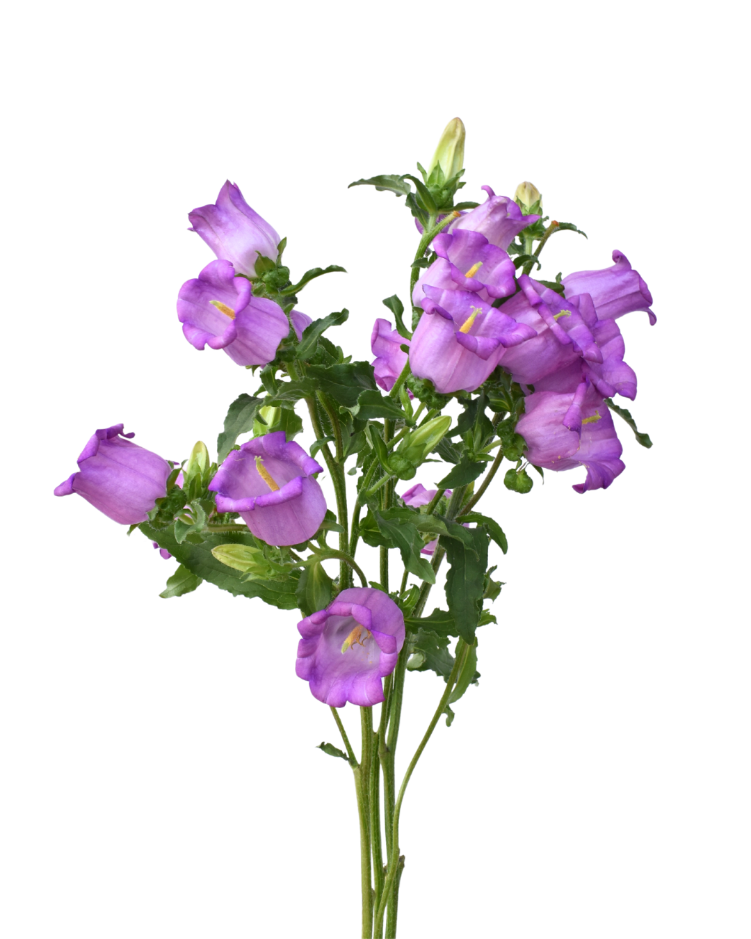 Campanulas