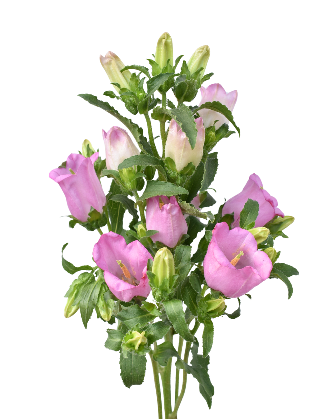 Campanulas