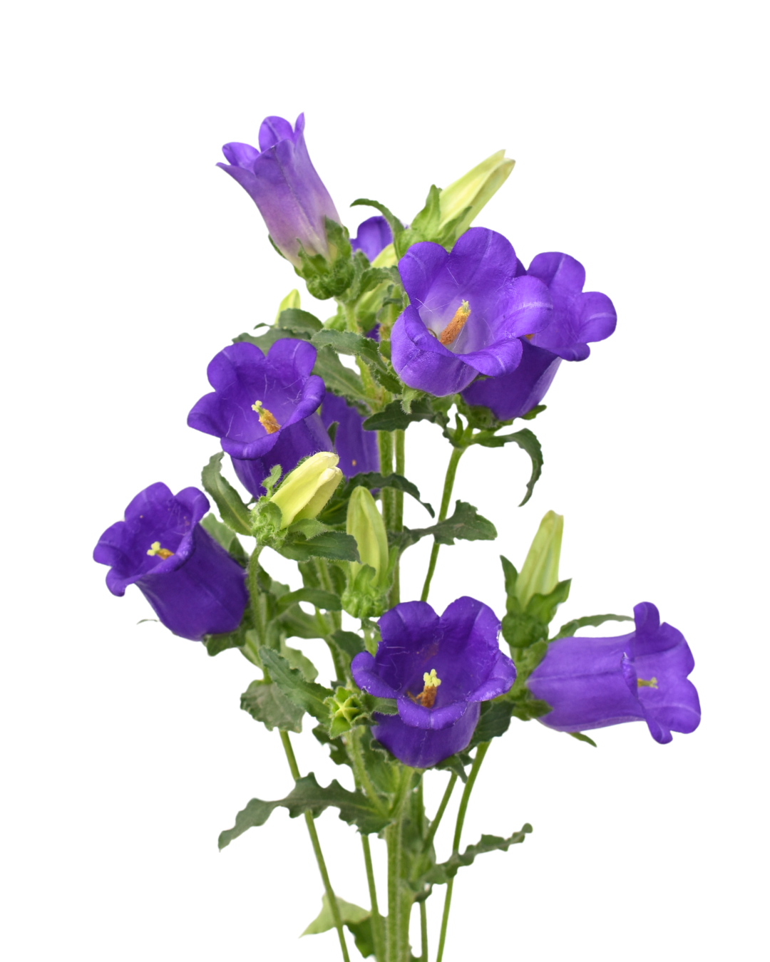 Campanulas
