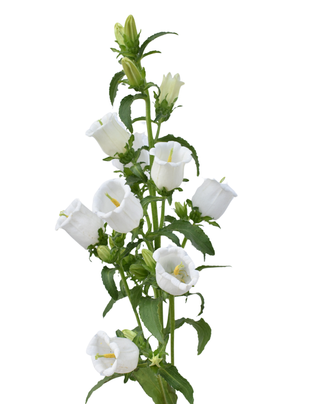 Campanulas