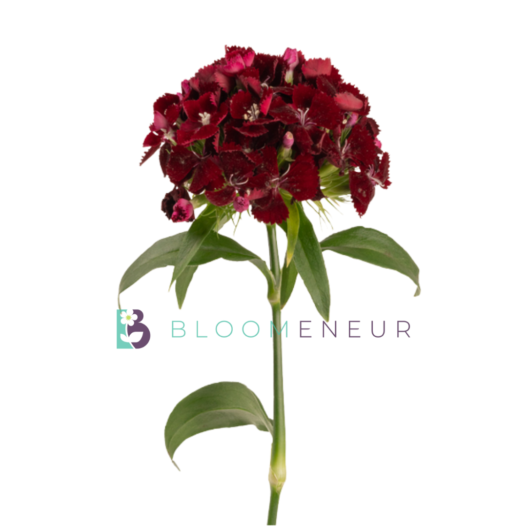 Dianthus