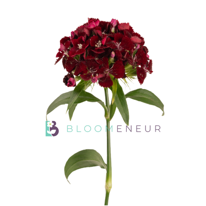 Dianthus