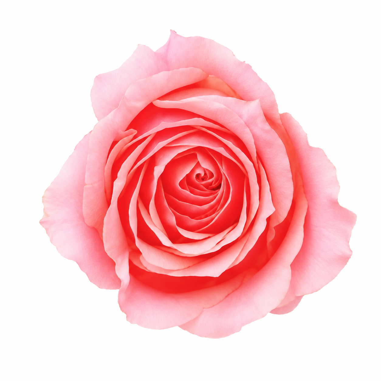 Campanella Pink