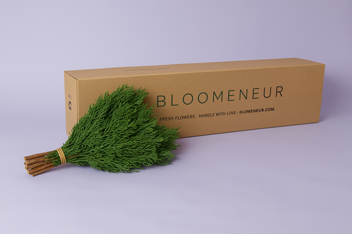 Cupressus
