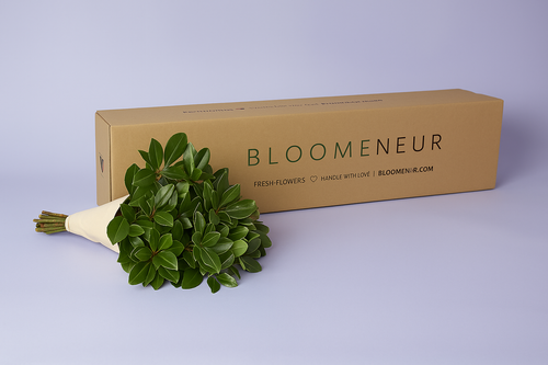 Pitosporum