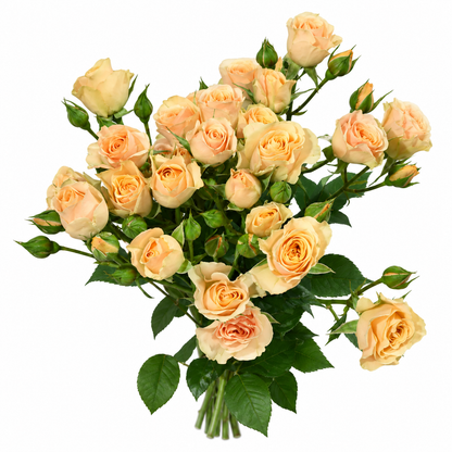 Spray Rose