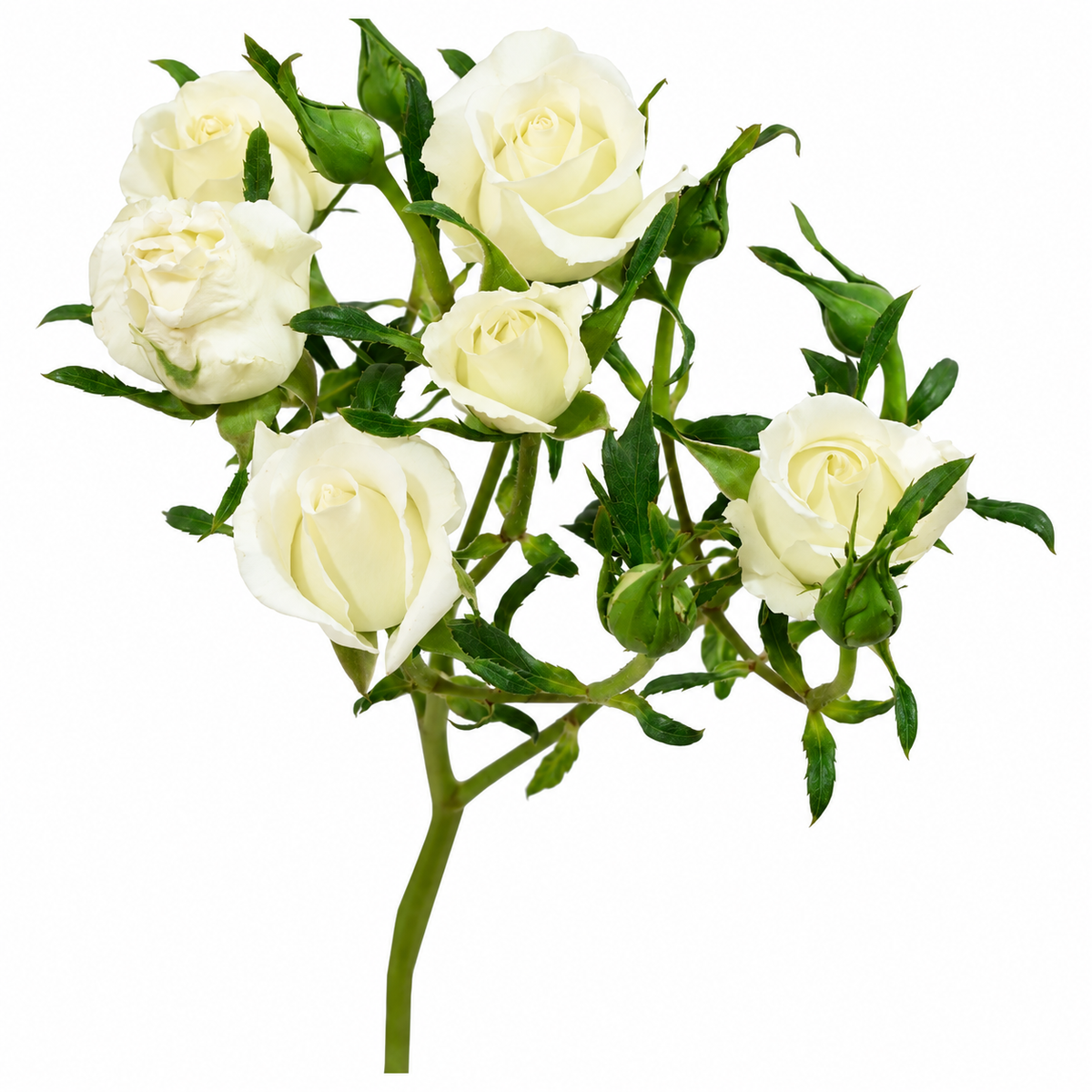 Spray Rose