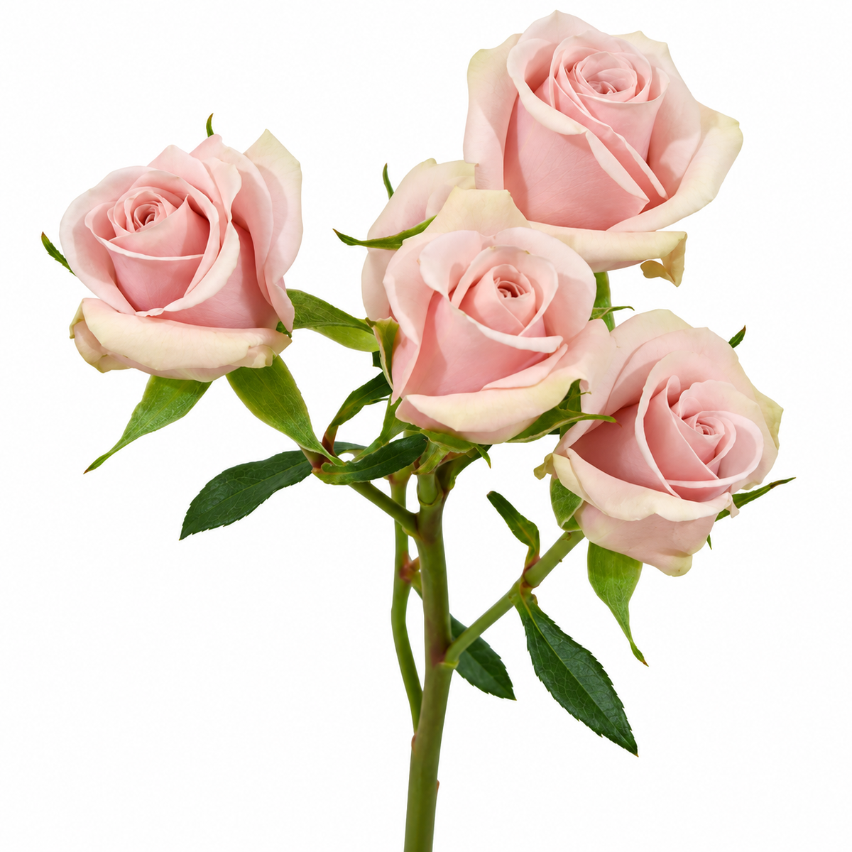 Spray Rose