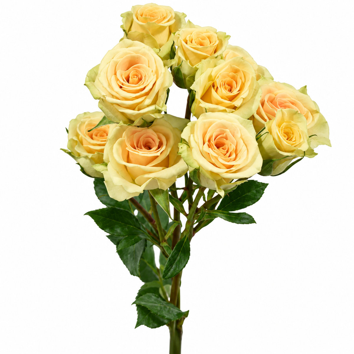 Spray Rose