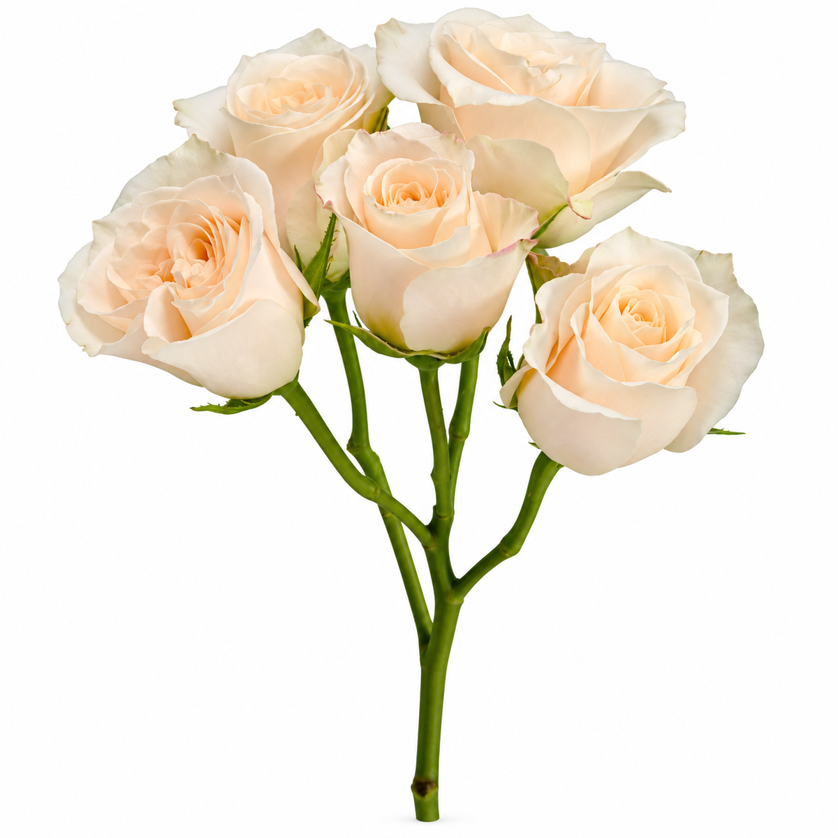 Spray Rose