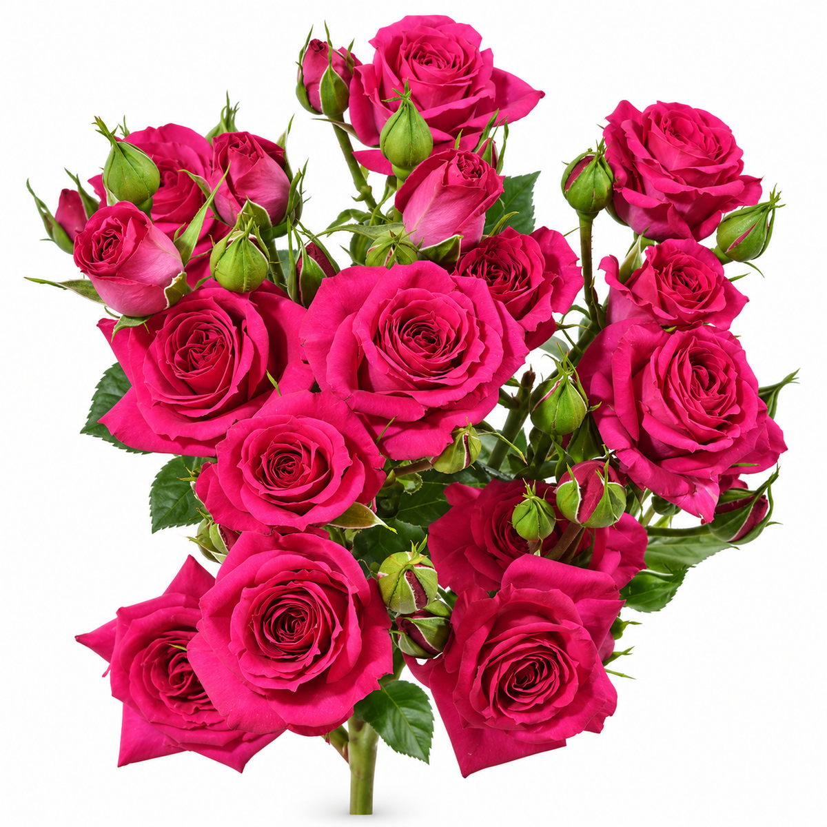 Spray Rose