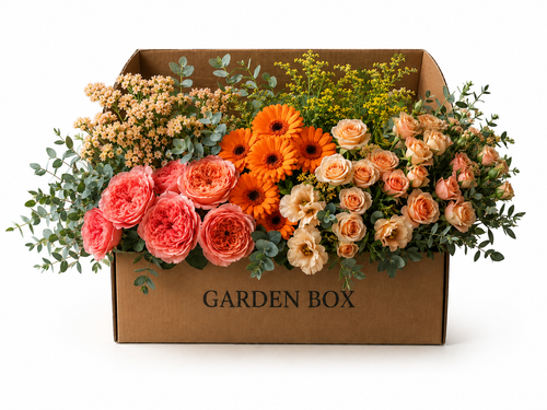 Garden Box Coral Peach - 19 Bunches