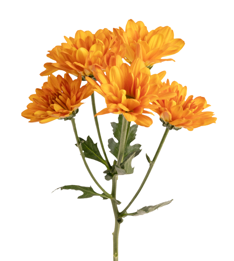 Daisy
