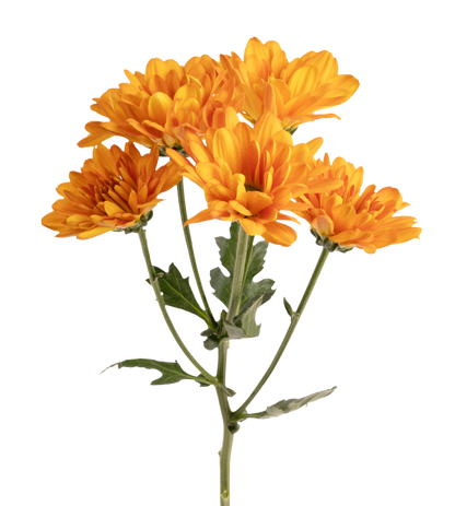 Daisy