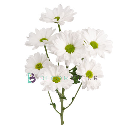 Daisy