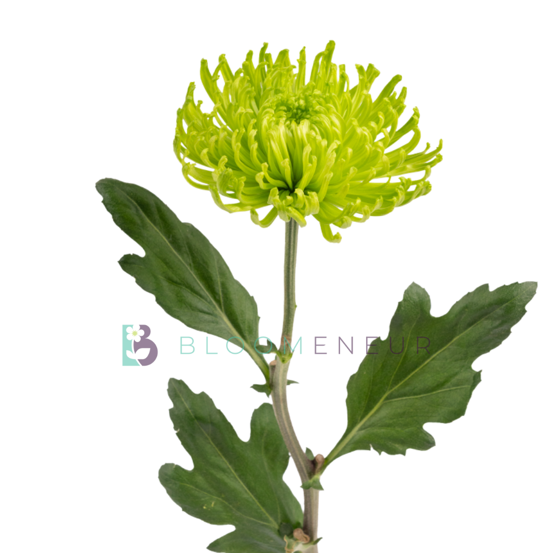 Disbud
