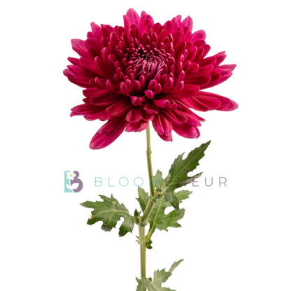 Disbud