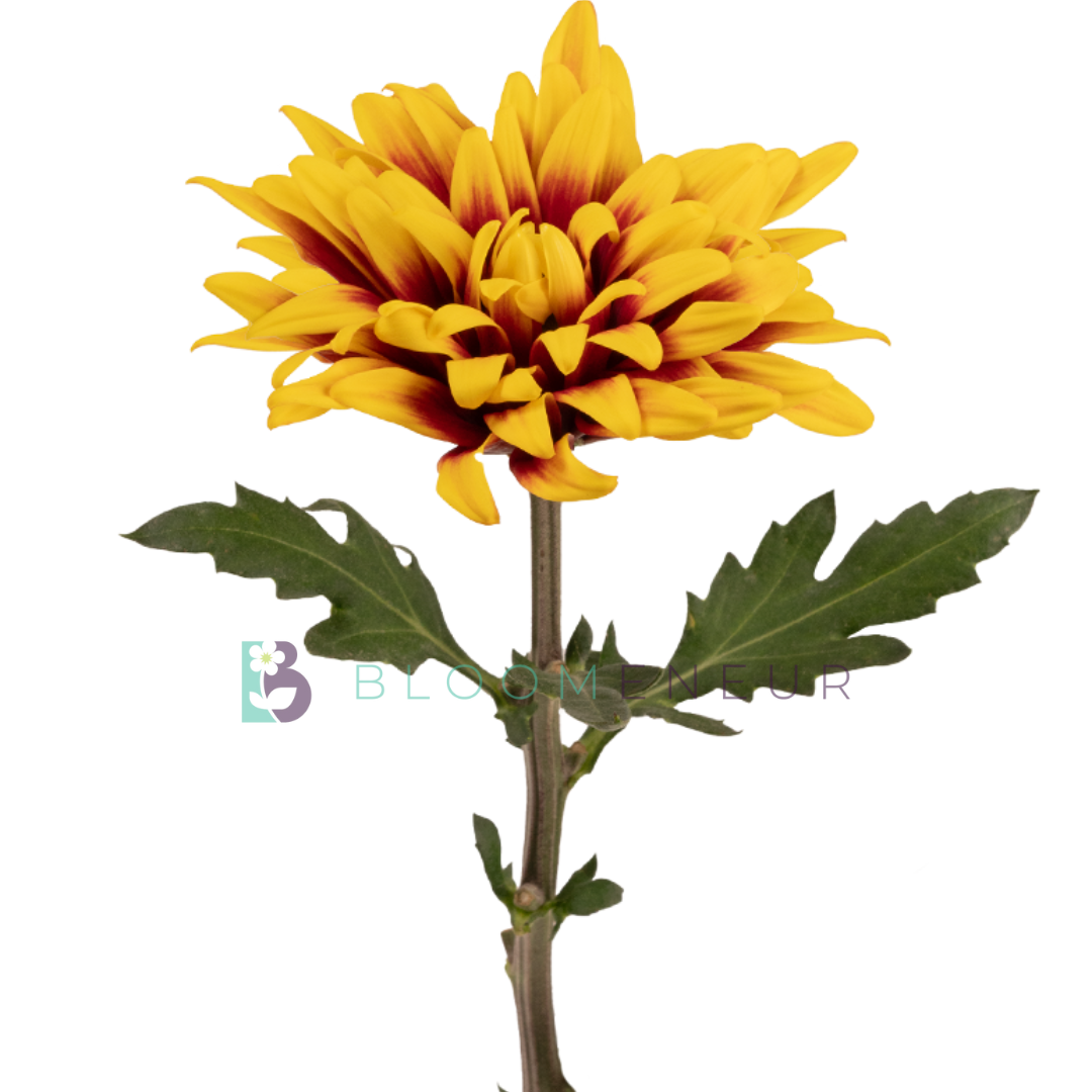 Disbud