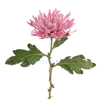 Disbud