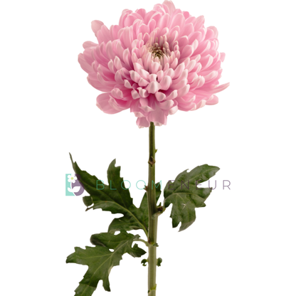 Disbud