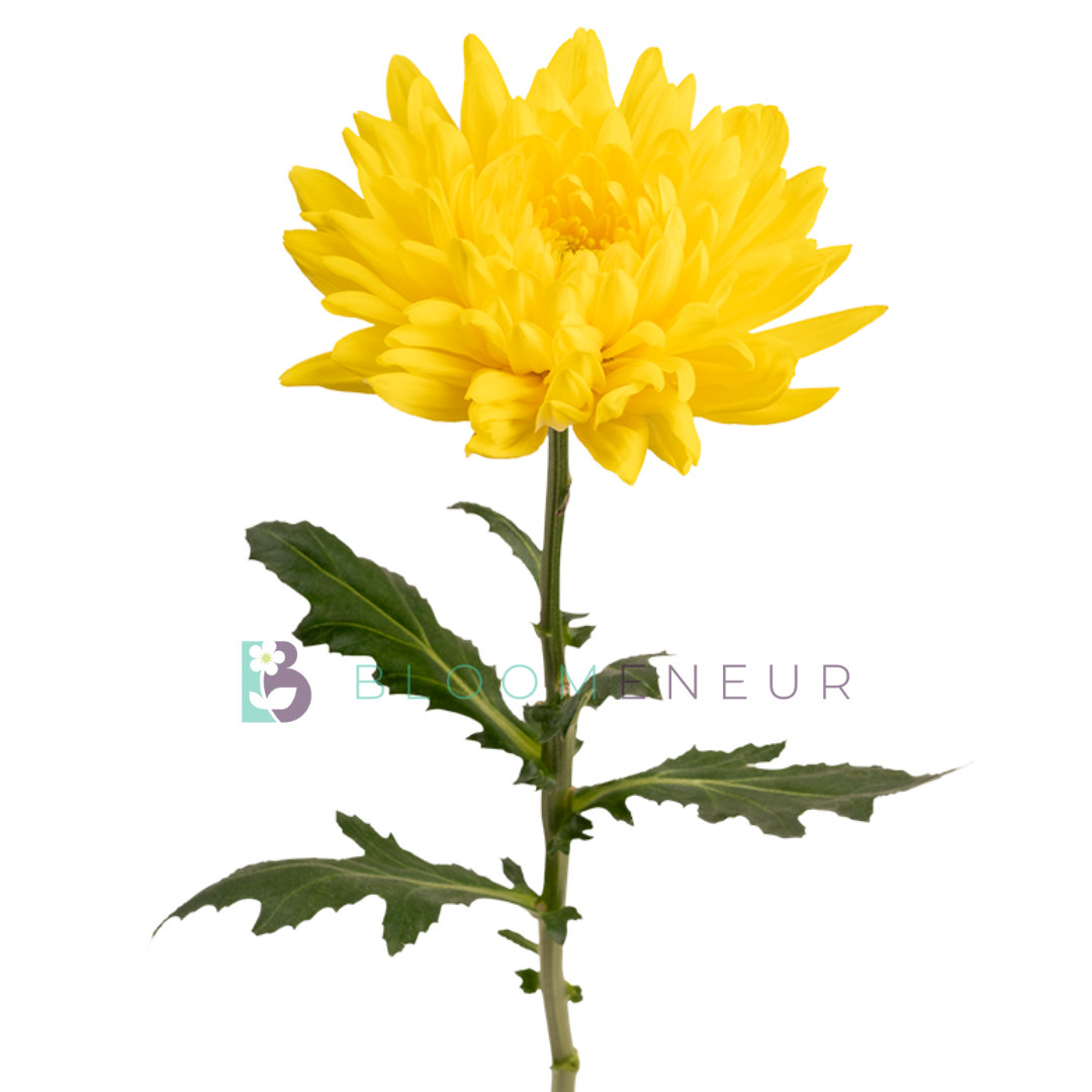 Disbud