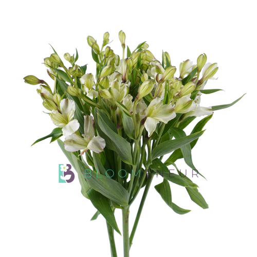 Florinca