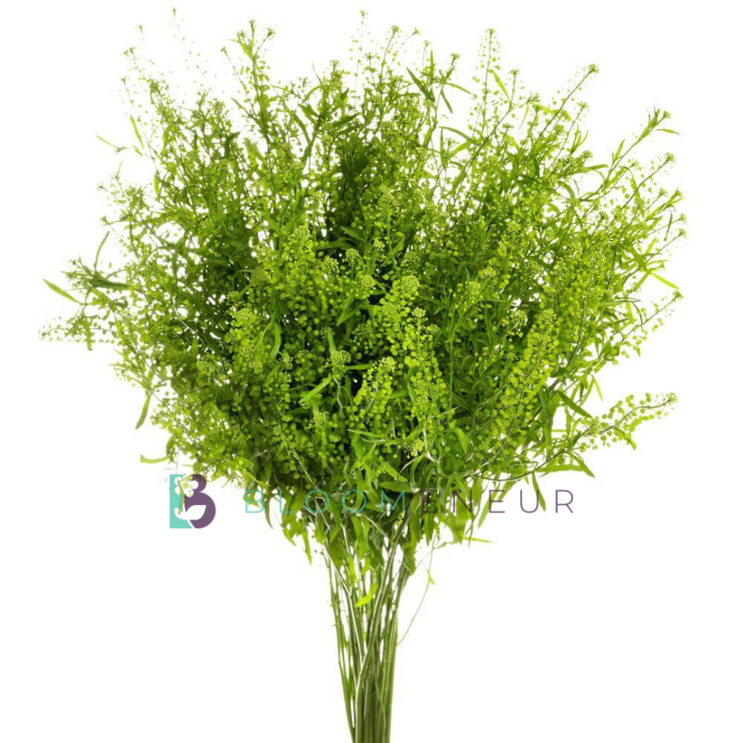 Lepidium Green Dragon