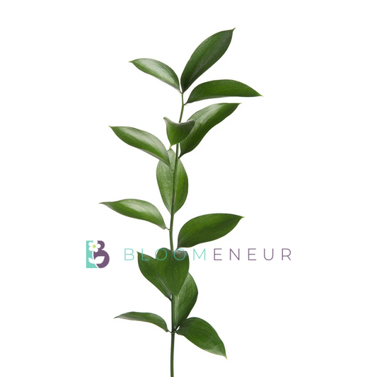 Ruscus