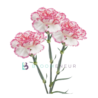 Carnation