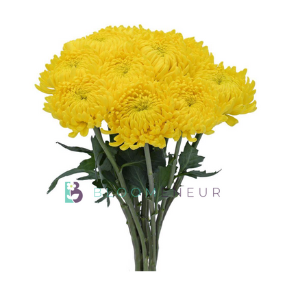 Disbud
