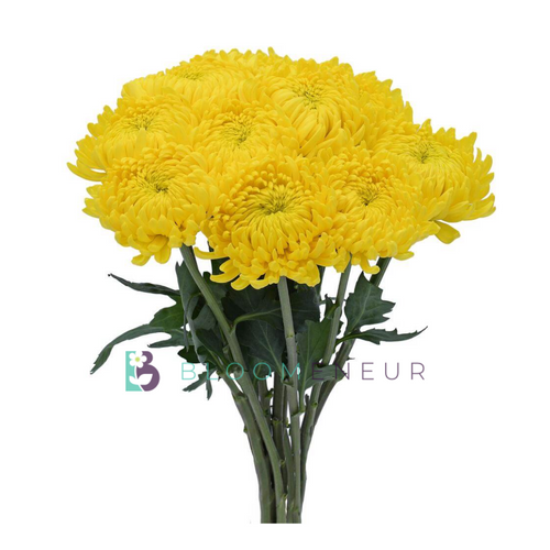 Disbud