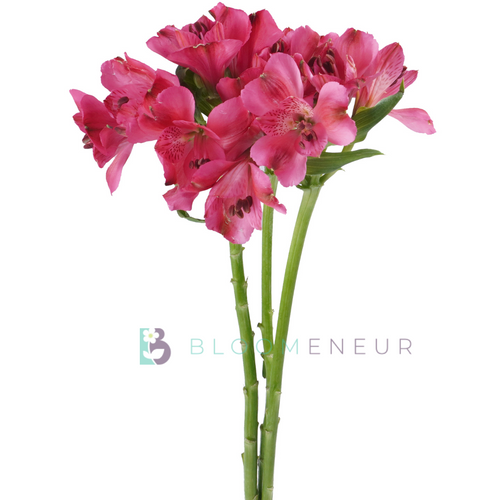 Alstroemeria