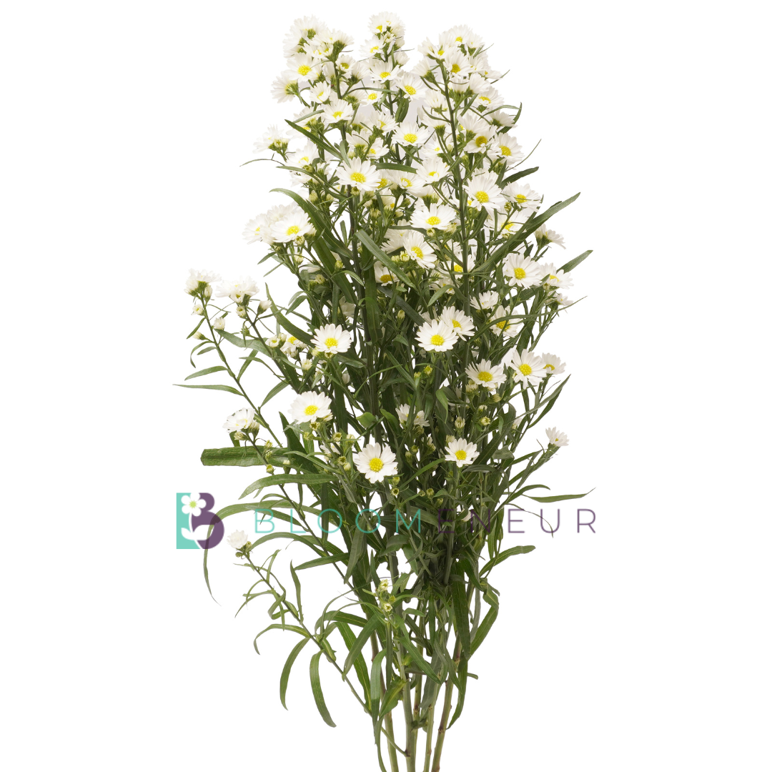 Aster