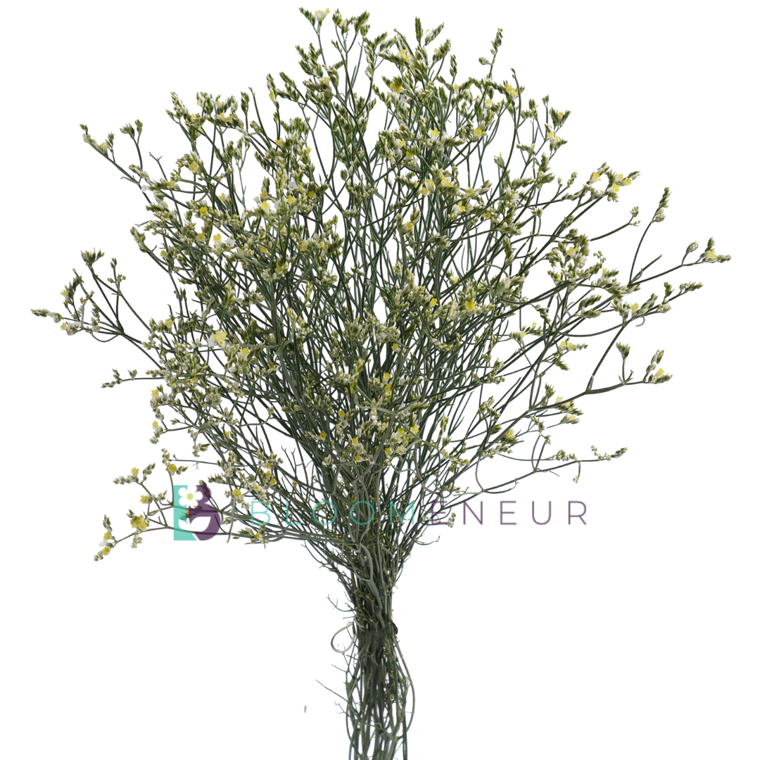 Limonium