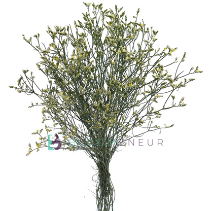 Limonium