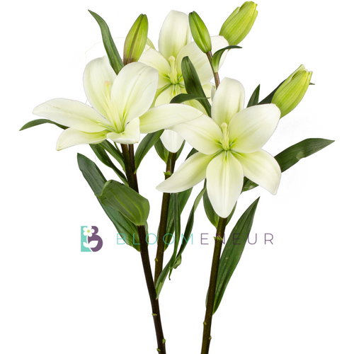 Lily (L.A)