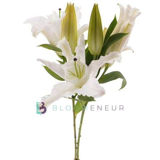 Lily Oriental
